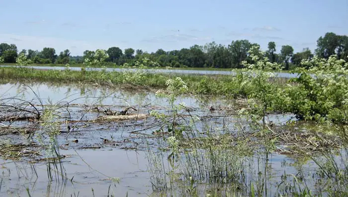 Nile Flooding